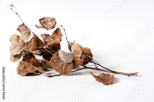 Autumn dried branch with dried leaves