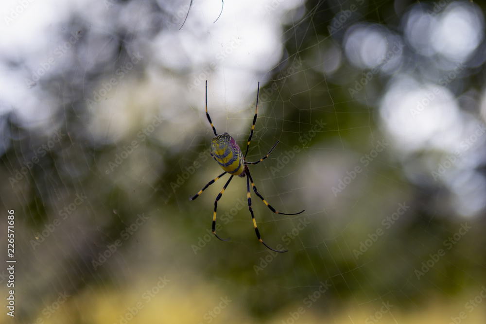 Spooky Spider Spooky Spider