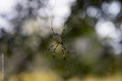 Spooky Spider