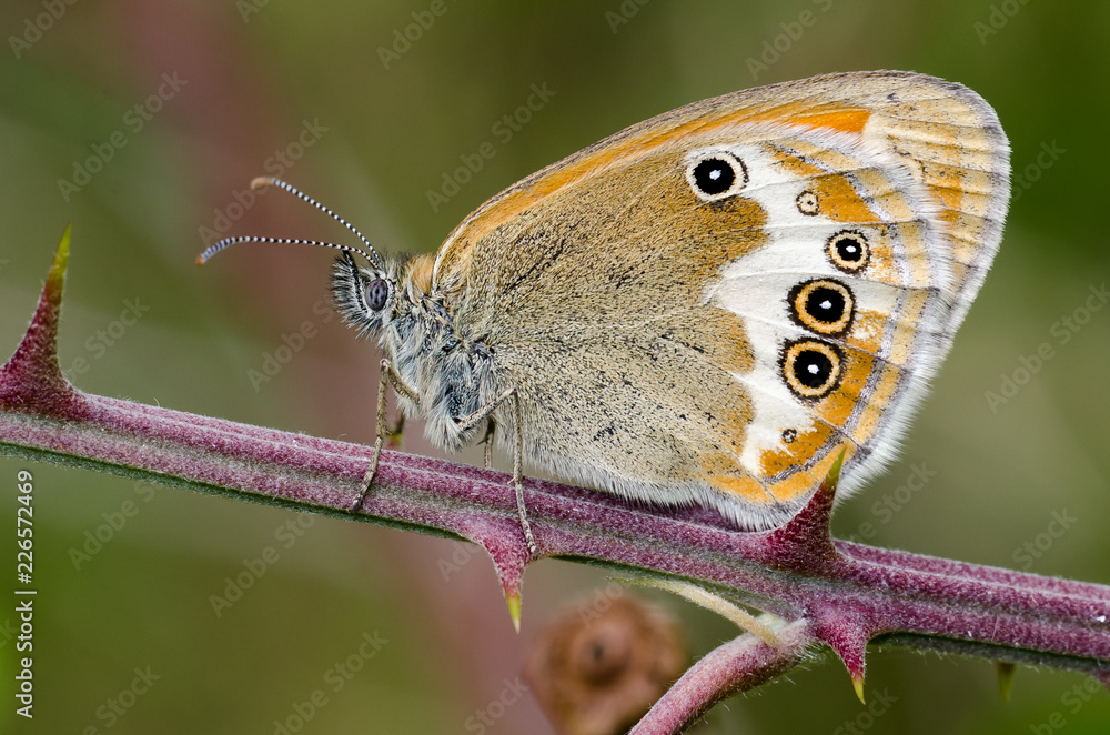 Fototapeta premium Mariposa sobre rama de rosal