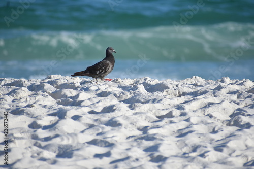 bird on white sandy beach