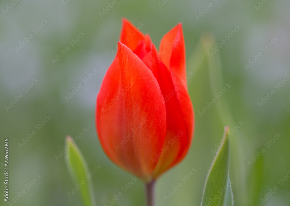 Red tulip blossom