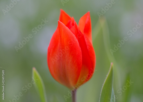 Red tulip blossom