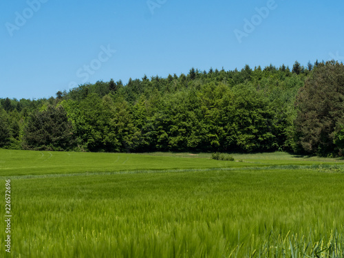 Agricultura field and forest