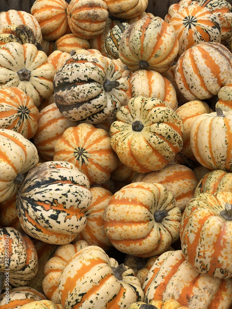 Colorful squash 