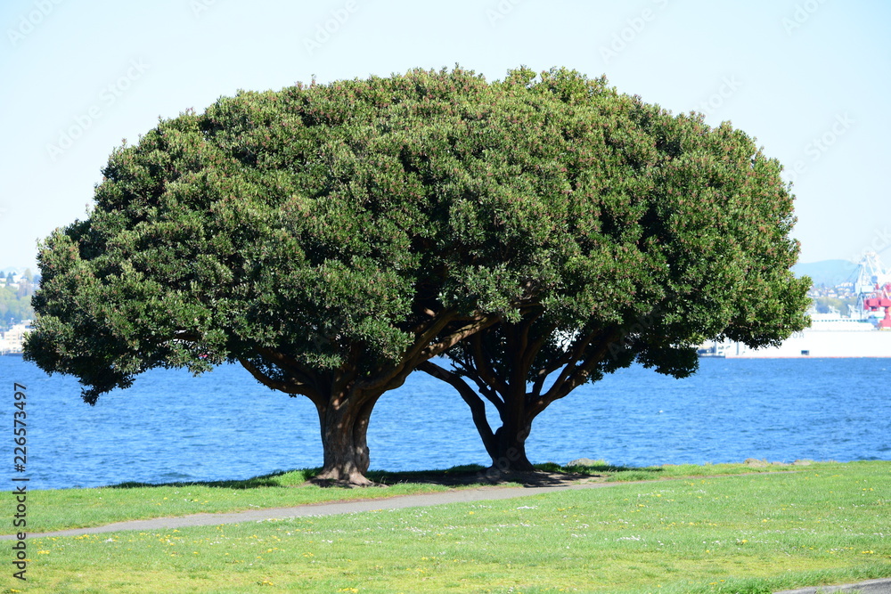 Fototapeta premium Double Tree