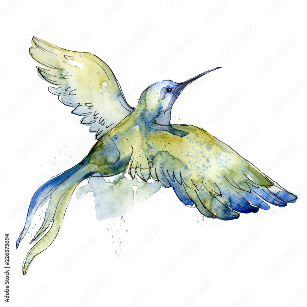 Obraz premium Sky bird colorful colibri in a wildlife by watercolor style isolated. Wild freedom, bird with a flying wings. Aquarelle bird for background, texture, pattern, frame, border or tattoo.