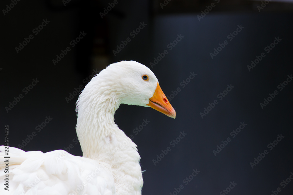 A Portrait of a cute little water fowl in a dark background. A Portrait of a cute little water fowl in a dark background.