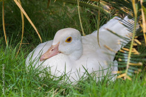 A cute little duck sitting in the grass in its natural habitat and looking curiously  photo