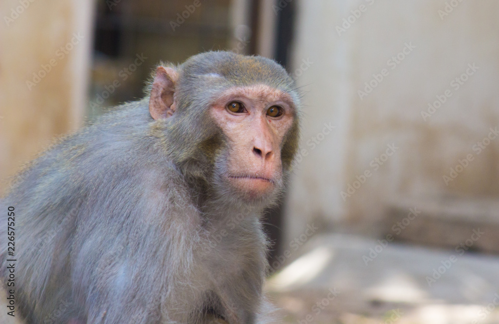 The Rhesus Macaque Monkey  sitting on the tree in its natural habitat.