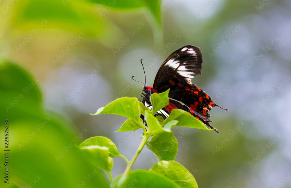 Common Mormon Butterfly sitting on the flower plants with wings wide open in its natural habitat on a beautiful Spring morning.