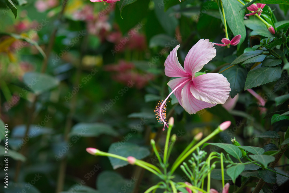 Hibiscus flower hanging from the plant in the garden in soft blurry background