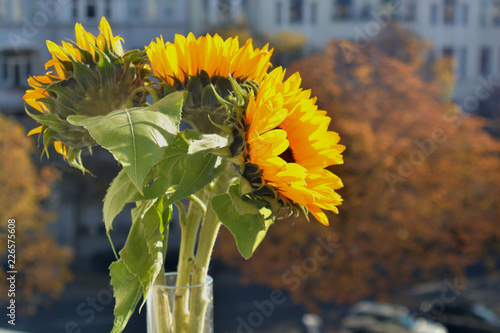 Fototapeta Naklejka Na Ścianę i Meble -  Sonnenblumen
