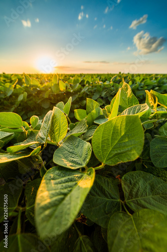 Green ripening soybean field, agricultural landscape photo