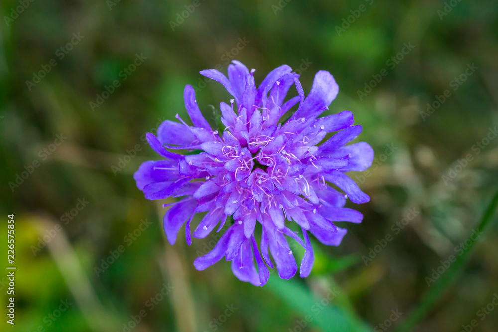Macro of a small purple scabiosa in full bloom Macro of a small purple scabiosa in full bloom