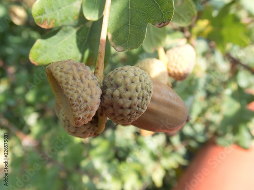 detail of an autumn oak nut on a tree
