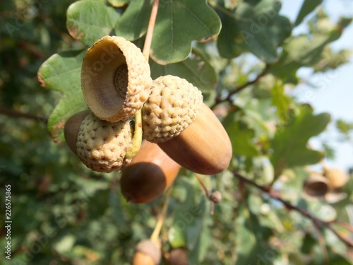 detail of an autumn oak nut on a tree