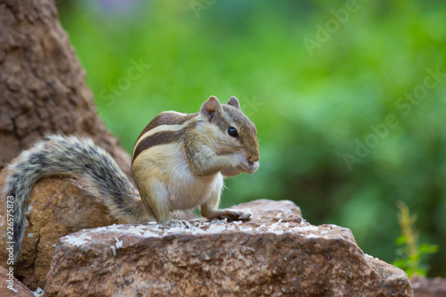A Squirrel on the tree trunk looking curiously in its natural habitat with a nice soft green blurry background.