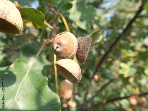 detail of an autumn oak nut on a tree