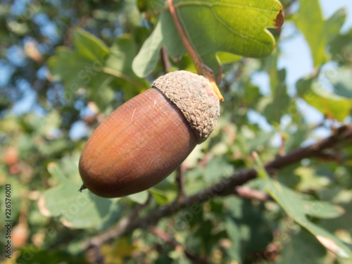 detail of an autumn oak nut on a tree