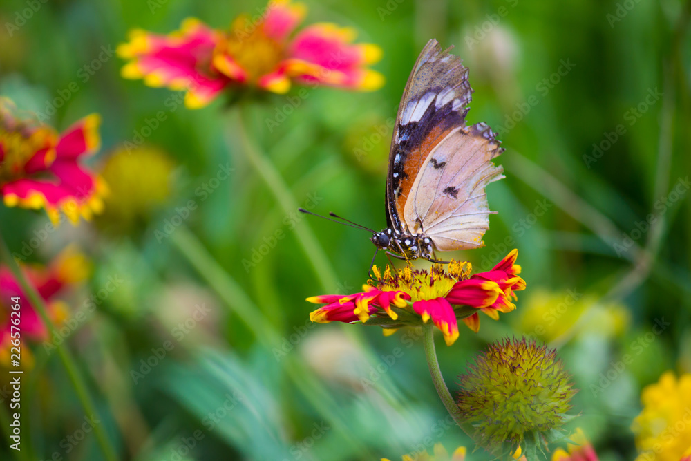 The Plain Tiger butterfly sitting on the flower plant with a nice soft background The Plain Tiger butterfly sitting on the flower plant with a nice soft background