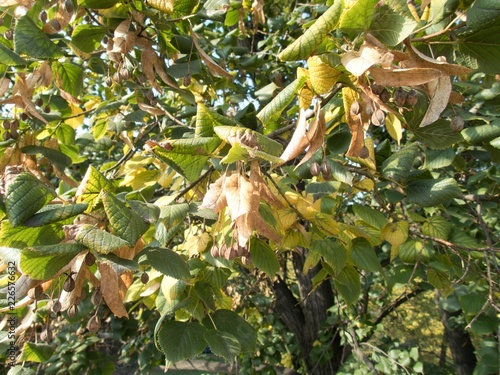 detail of an autumn linden tree