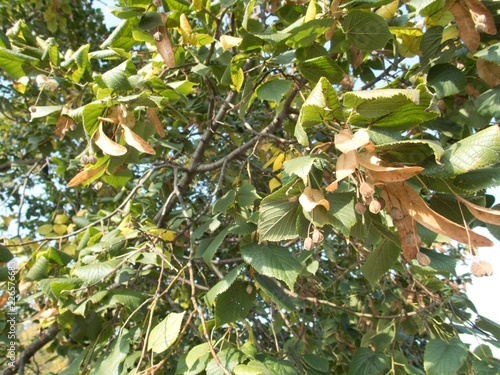 detail of an autumn linden tree
