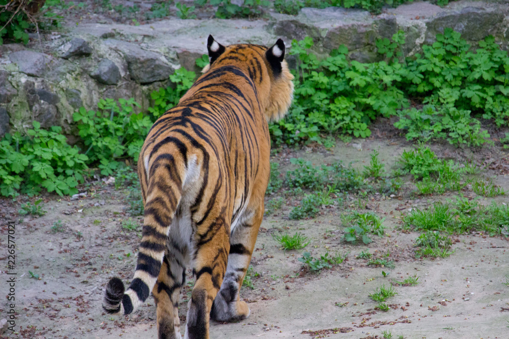 Fototapeta premium Siberian tiger walking on a summer day