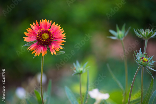 Fototapeta Naklejka Na Ścianę i Meble -  Gaillardia flower  blooming away on a beautiful spring day