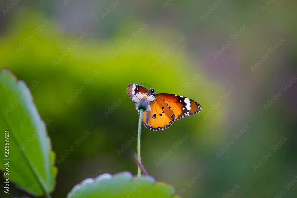 Fototapeta premium The Plain Tiger butterfly sitting on the flower plant with a nice soft background in its natural habitat during the day
