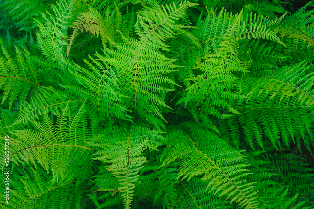 Bush of a fern leaves in the summer forest