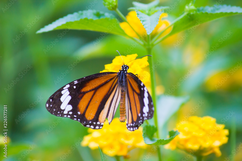 The African Monarch butterfly sitting on the flower plant with a nice soft background in its natural habitat during the day The African Monarch butterfly sitting on the flower plant with a nice soft background in its natural habitat during the day