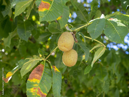 Aesculus x carnea - Capsules ou fruits de marronnier à fleurs rouges nommé aussi  marronnier carné photo