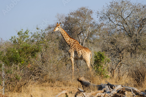Giraffe in Krueger Nationalpark 