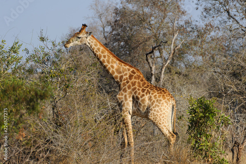 Giraffe in Krueger Nationalpark 
