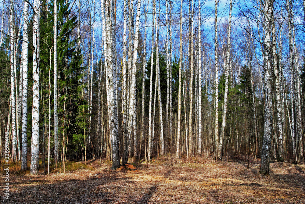 mixed forest in spring mixed forest in spring