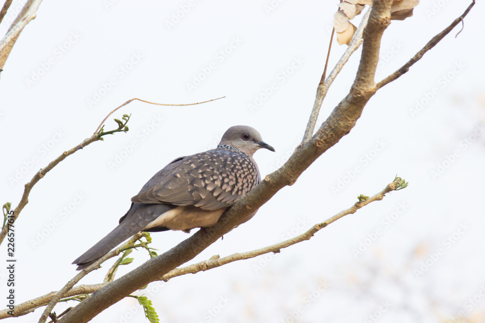 Pigeons and doves constitute the bird family Columbidae and the order Columbiformes, which includes about 42 genera and 310 species. The related word Pigeons and doves constitute the bird family Columbidae and the order Columbiformes, which includes about 42 genera and 310 species. The related word