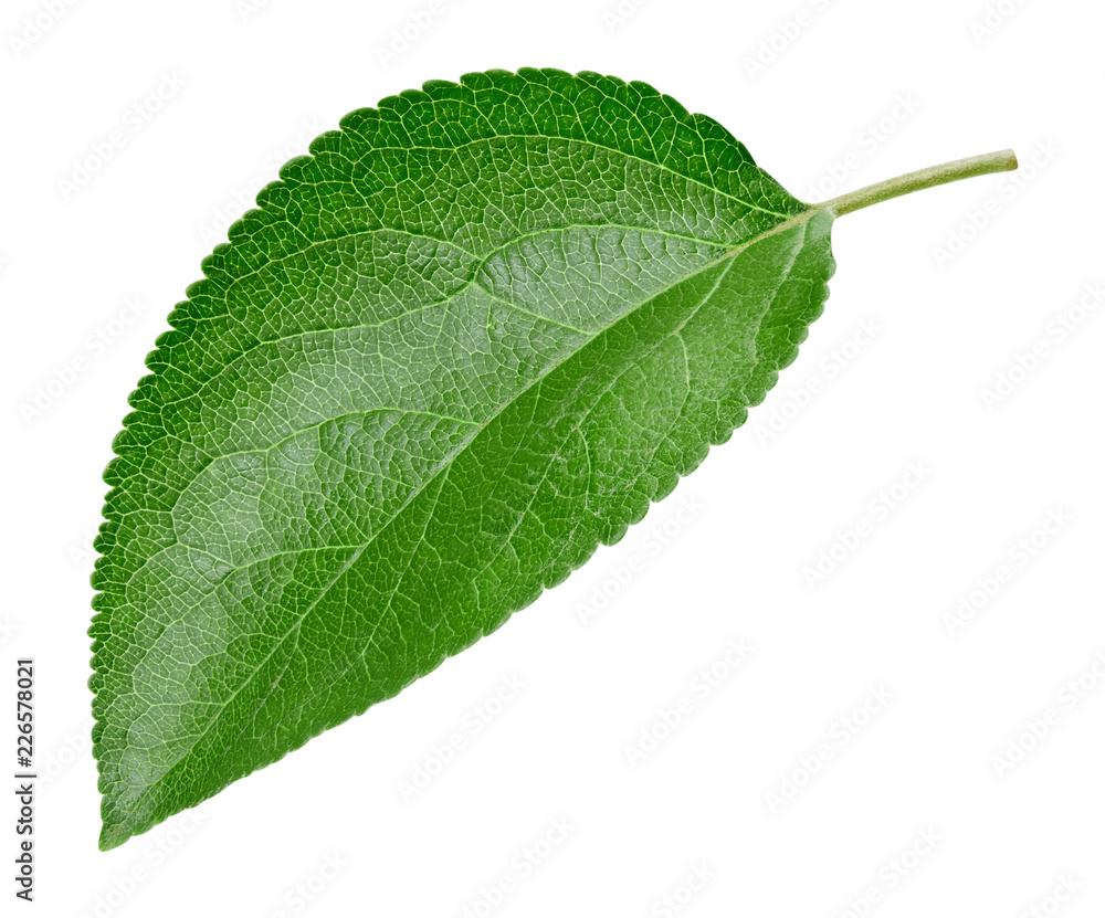 Obraz premium Green apple leaf isolated