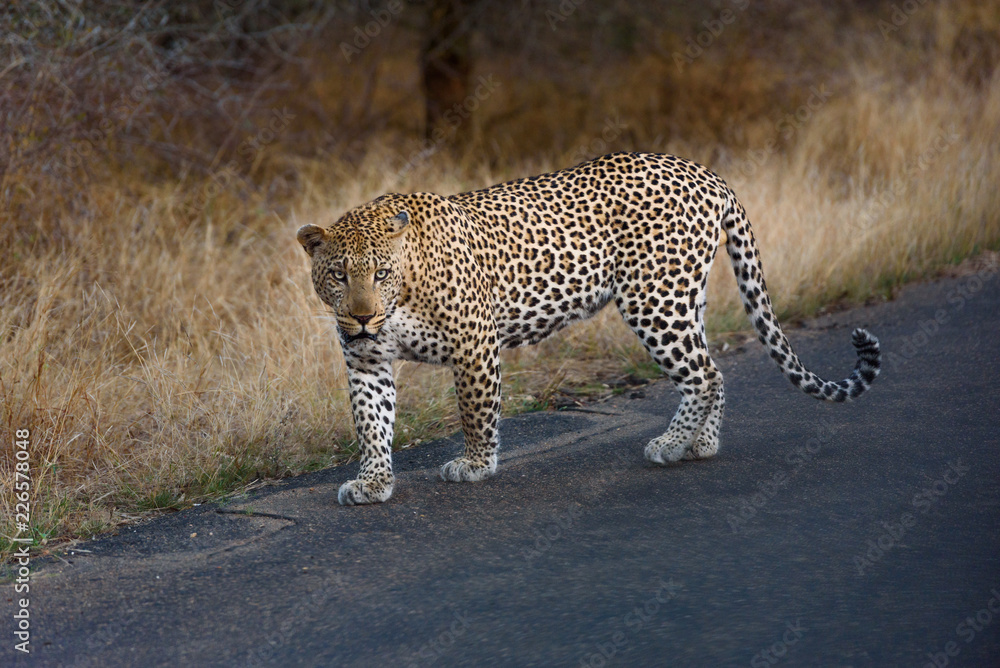 Obraz premium libbard na drodze w parku narodowym krueger w południowej afryce