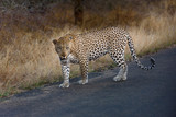 libbard on the road in krueger national park south africa 