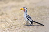 Tockus leucomelas - Gelbschnabeltoko - bird of Africa 