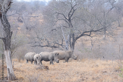 Rhino Southafrica Krueger National Park 