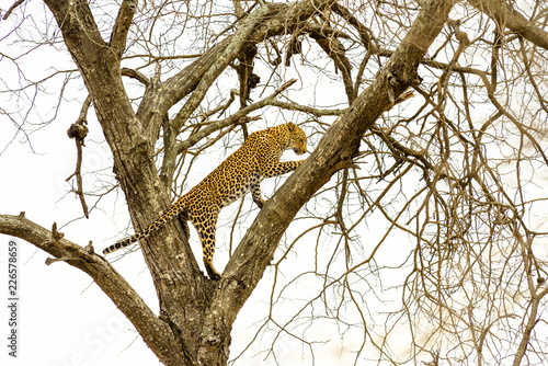 Leopard sitting in tree - Africa wild cat   © artepicturas