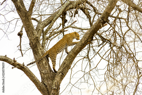 Leopard sitting in tree - Africa wild cat   photo