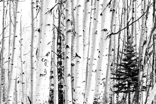Fototapeta Aspen trees with one spruce