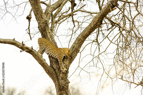 Leopard sitting in tree - Africa wild cat   photo