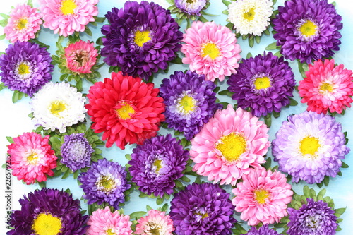 Background of beautiful aster flowers.