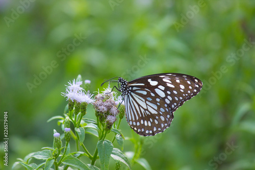 The blue spotted milkweed butterfly sitting on the flower plants in a nice green background © Robbie Ross