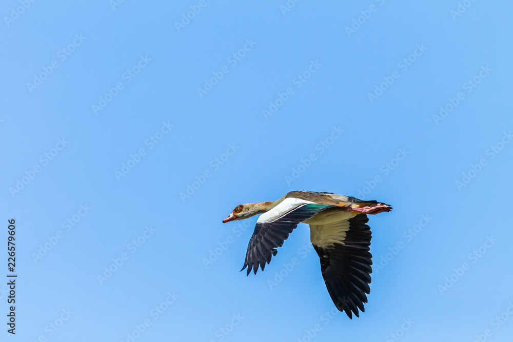 Fototapeta premium Bird Flying Egyptian Goose Mid Flight