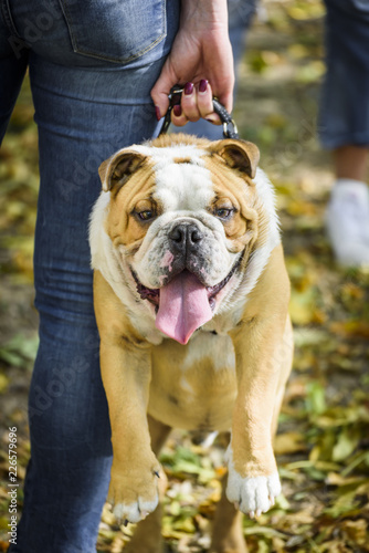 Little english bulldog puppy holded by owner,selective focus © ltummy